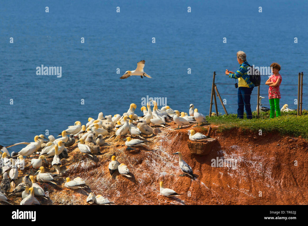 Northern gannet (Sula bassana, Morus bassanus), turisti e Northern sule su isola di Helgoland, Germania, Schleswig-Holstein, Isola di Helgoland Foto Stock