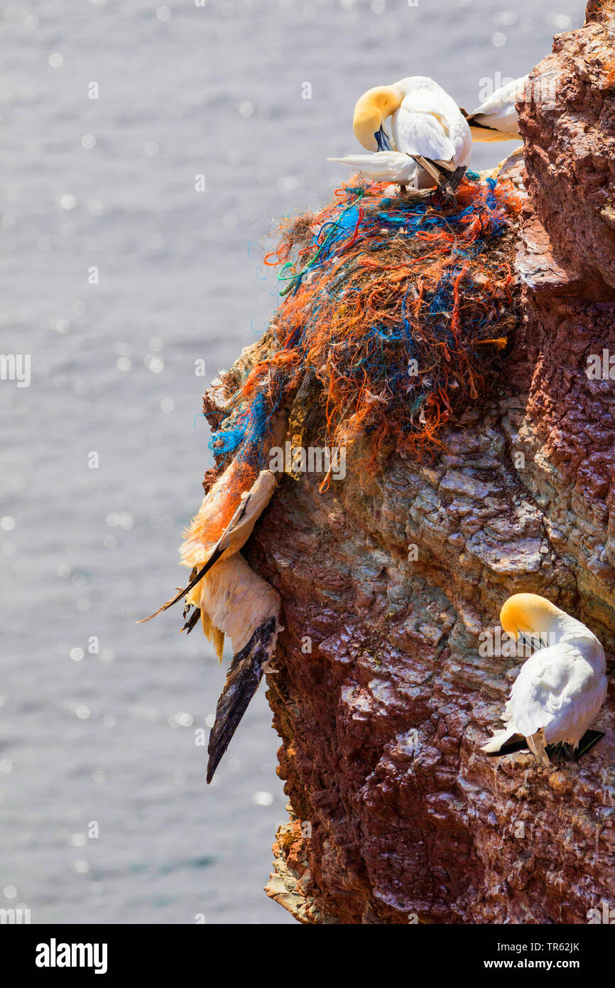 Northern gannet (Sula bassana, Morus bassanus), morto Northern Gannet in reti da pesca, Germania, Schleswig-Holstein, Isola di Helgoland Foto Stock