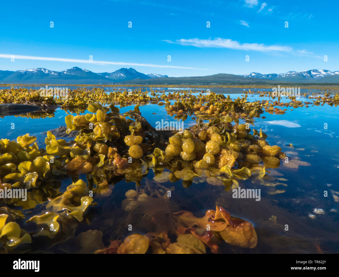 Relitto della vescica (Fucus spec.), alghe paesaggio, Norvegia, Troms, Sandnessund Foto Stock