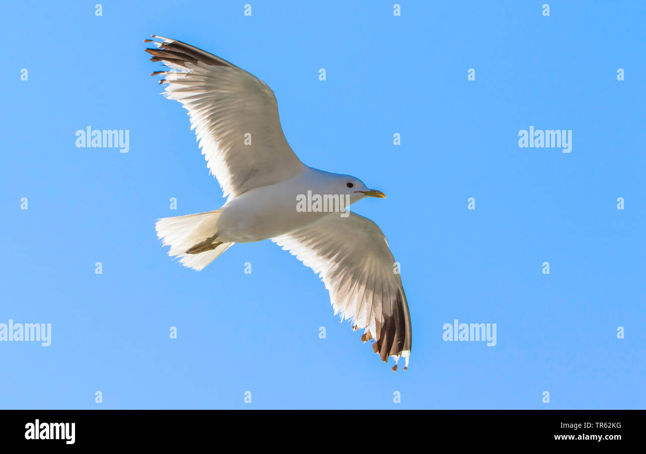 Mew gull (Larus canus), in volo, vista dal basso, Germania, Bassa Sassonia, Juist Foto Stock