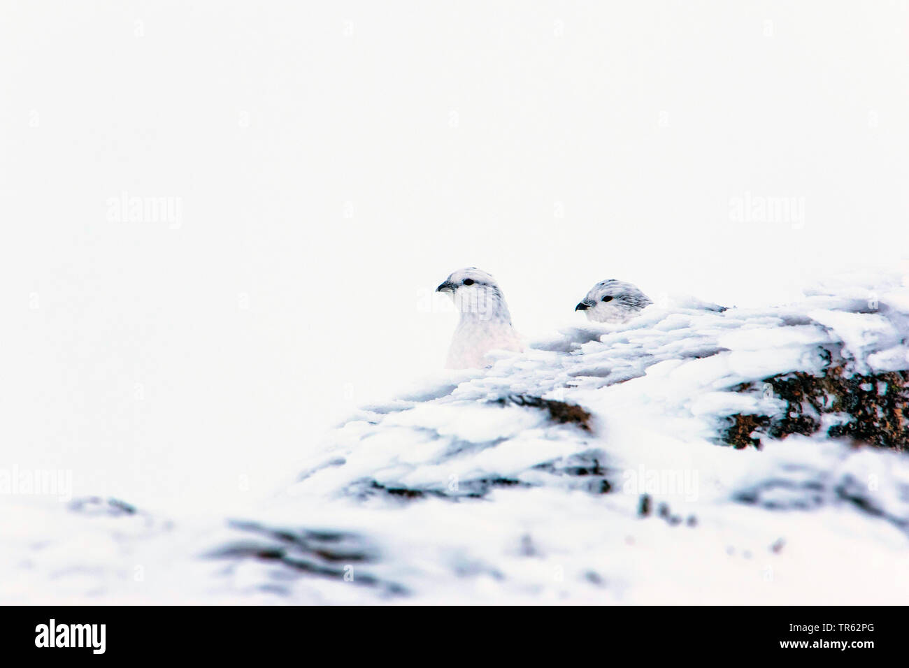 Pernice bianca, Neve di pollo (Lagopus mutus), due polli di neve in seduta la neve e il peering dietro un gelido rock, Regno Unito, Scozia, Grafton Foto Stock