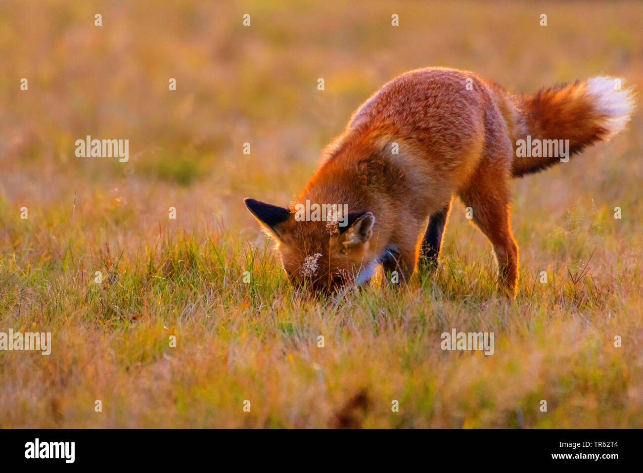 Red Fox (Vulpes vulpes vulpes), lo sniffing in un prato autunnale, Repubblica Ceca, Hlinsko Foto Stock