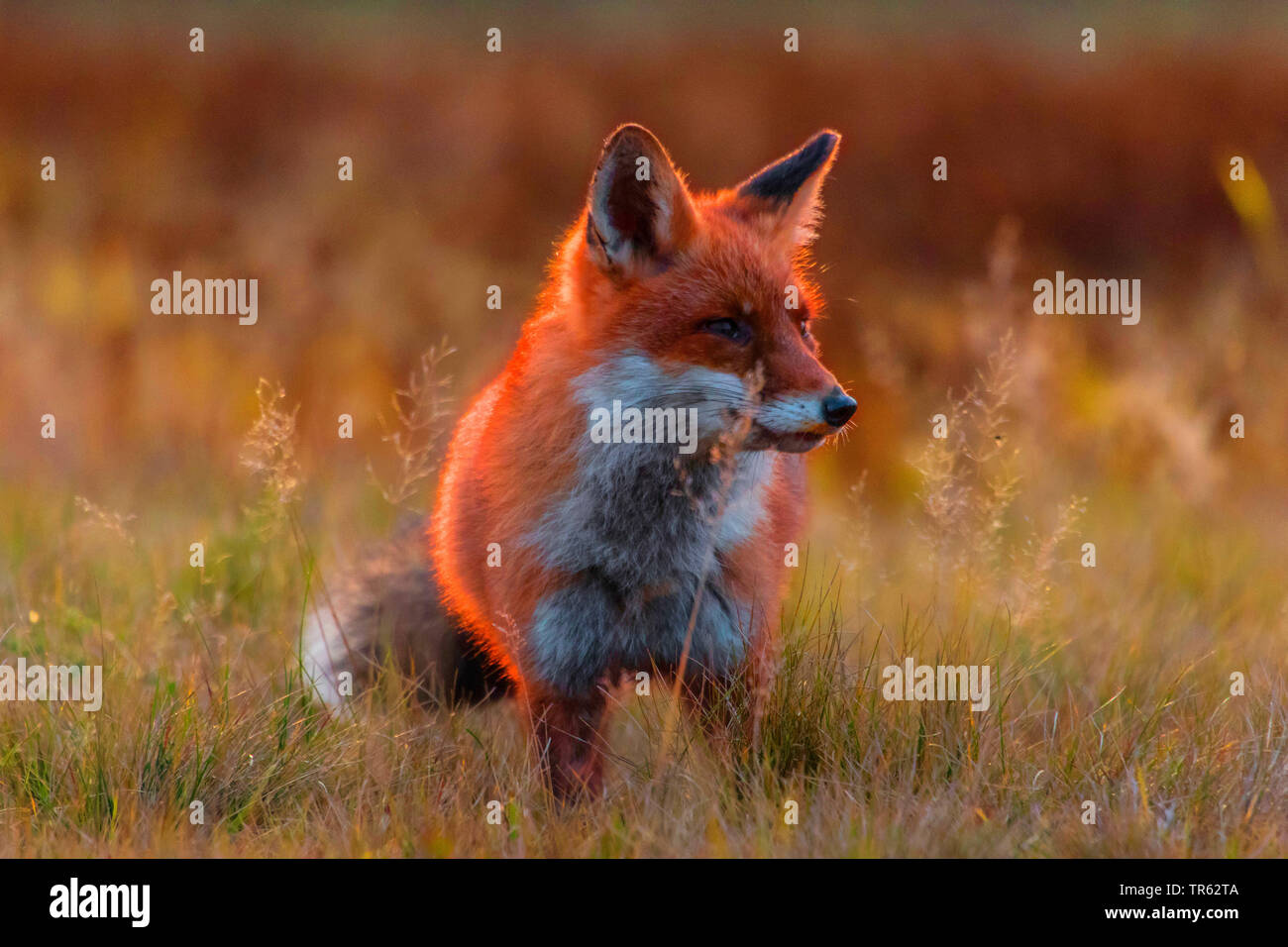 Red Fox (Vulpes vulpes vulpes), in piedi la sera in un prato autunnale, Repubblica Ceca, Hlinsko Foto Stock