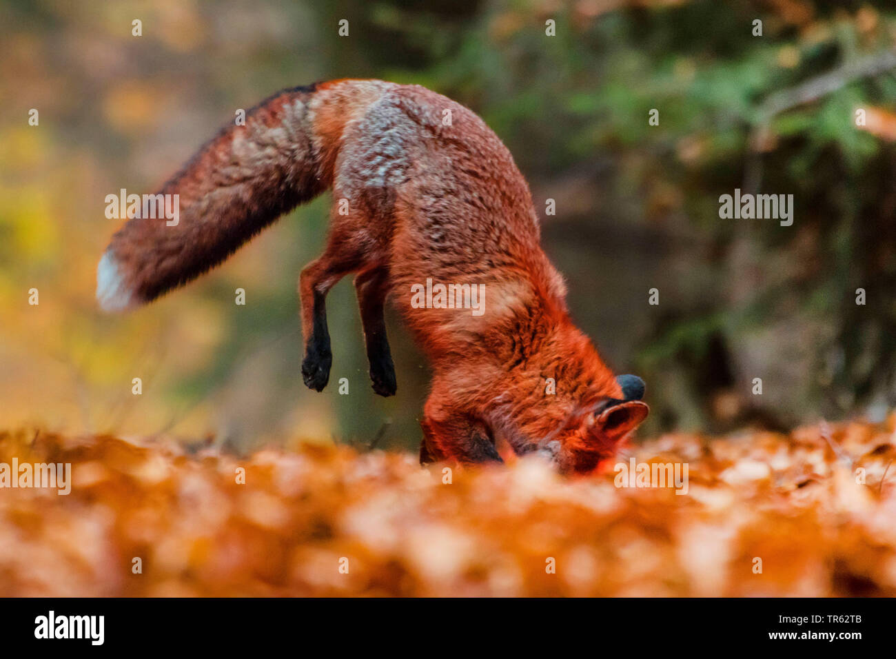Red Fox (Vulpes vulpes vulpes), la caccia in una foresta con un salto, Repubblica Ceca, Hlinsko Foto Stock