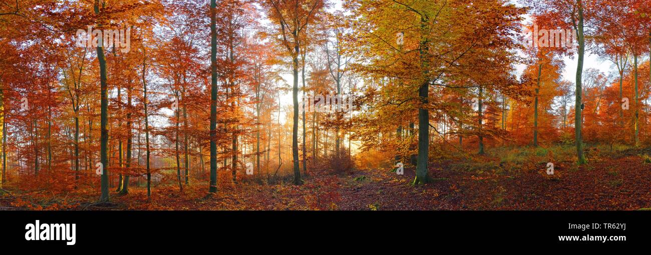 Comune di faggio (Fagus sylvatica), autunno foresta al mattino, Germania, Hesse, Solms Foto Stock