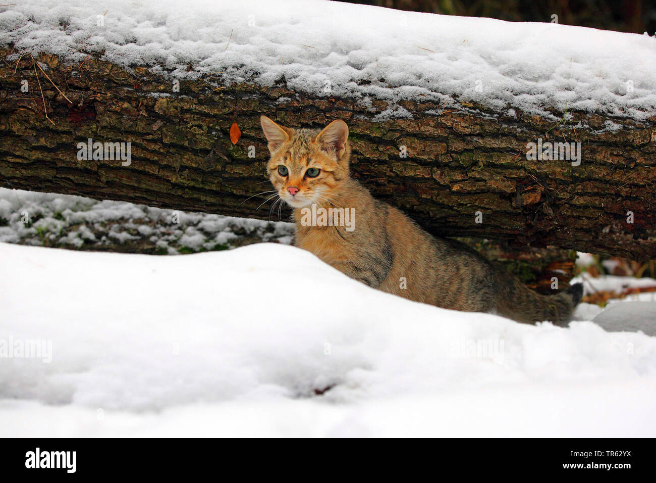 Gatto selvatico europeo, foresta gatto selvatico (Felis silvestris silvestris), giovane maschio cat accordi di peering tra snowbound tronchi di alberi, Germania, Hesse, Taunus Foto Stock