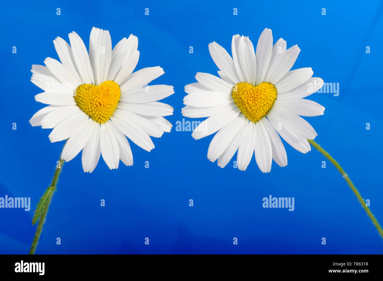 Oxeye daisy, Margherita occhio di bue, bianco-erbaccia, Daisy bianca, cane daisy, Marguerite (crisantemo, leucanthemum Leucanthemum vulgare), due fiori con cuore al centro nella parte anteriore del fondo blu, composizione, Germania Foto Stock