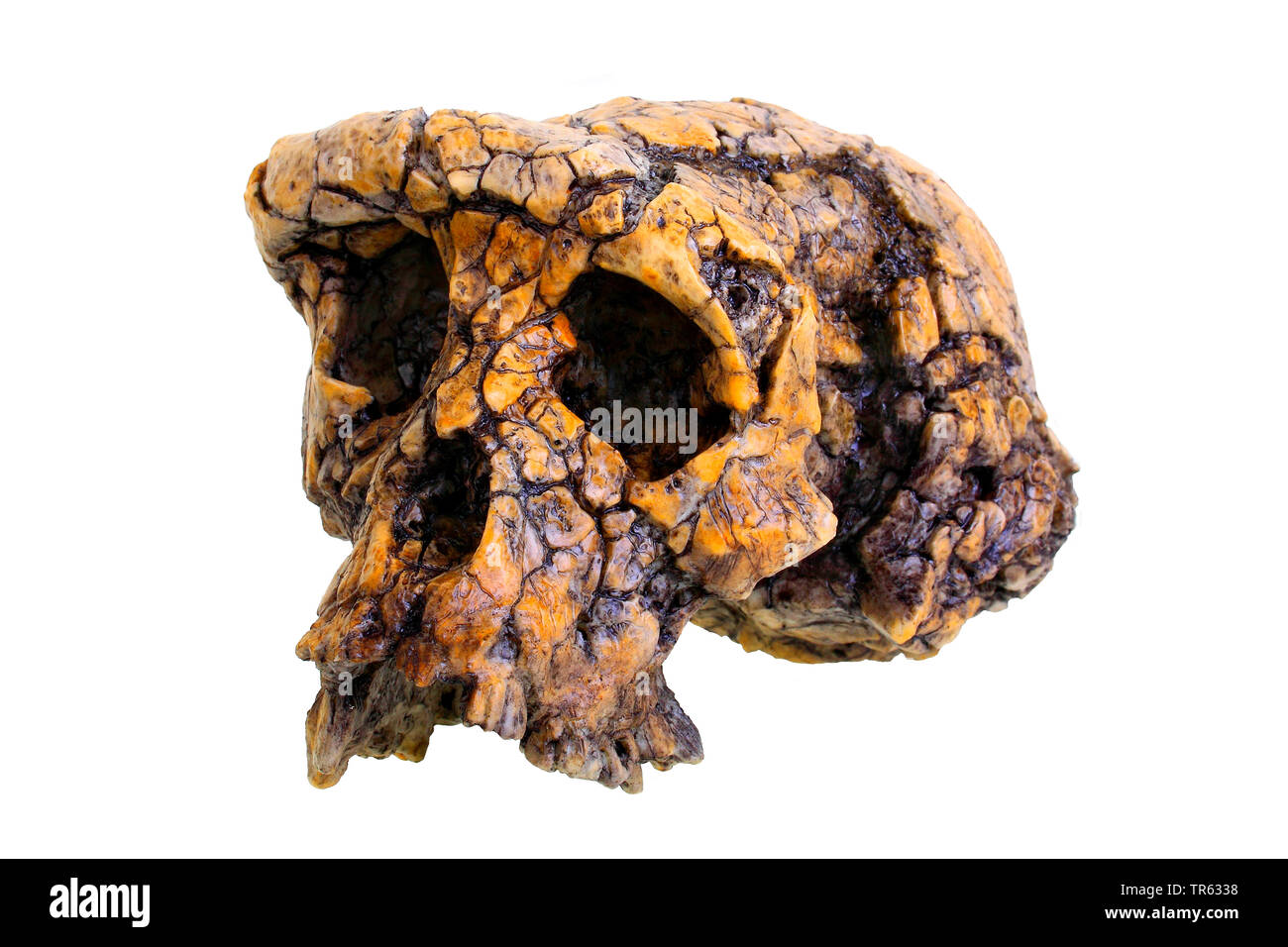 Uomo Tschad (Sahelanthropus tchadensis), cranio Foto Stock