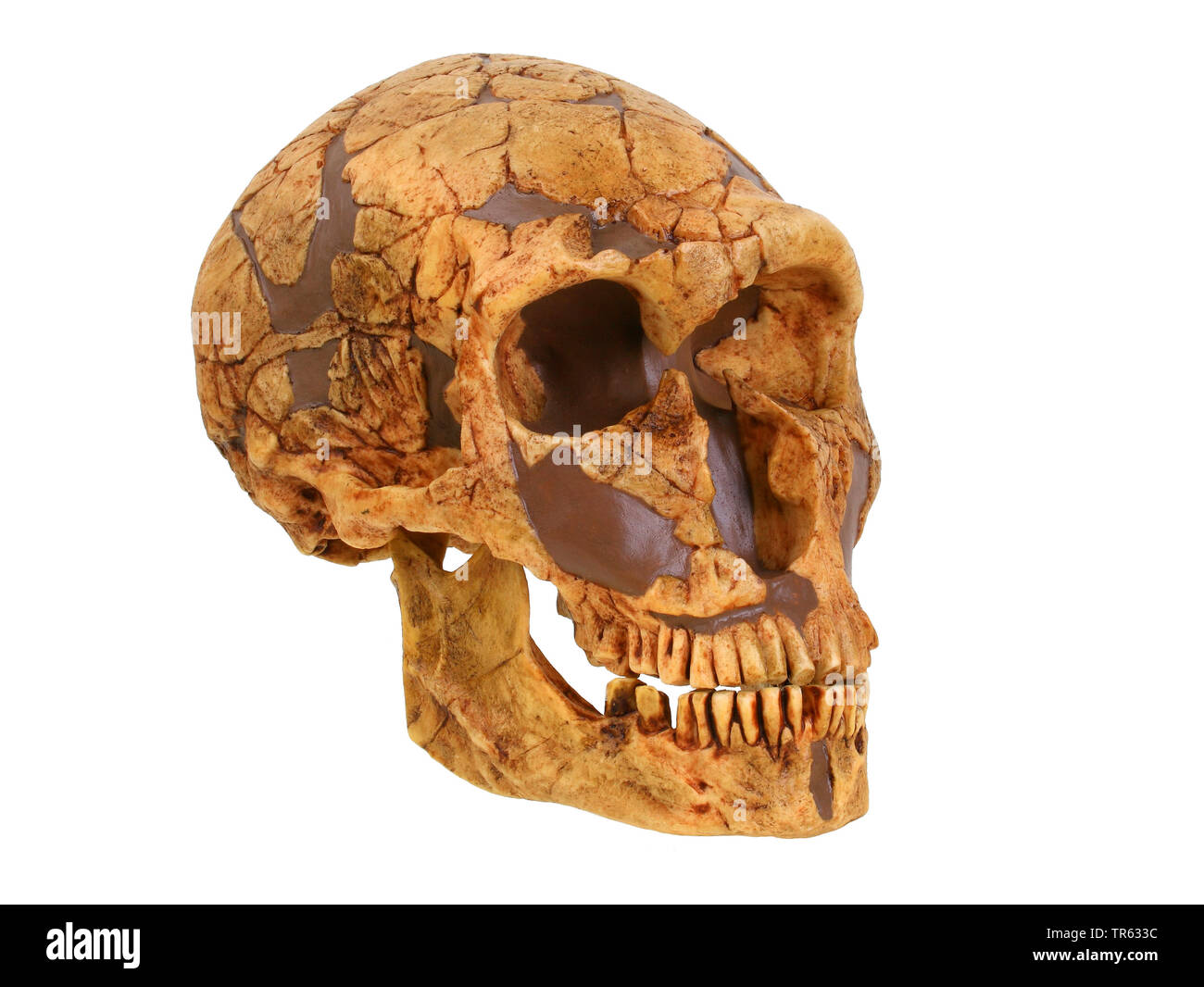 Di Neanderthal, Neandertal (Homo neanderthalensis), cranio Foto Stock