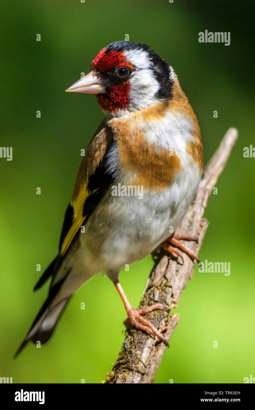 Eurasian cardellino (Carduelis carduelis), seduto su un ramo di morti e di accordi di peering, vista laterale, Germania, Meclemburgo-Pomerania Occidentale Foto Stock