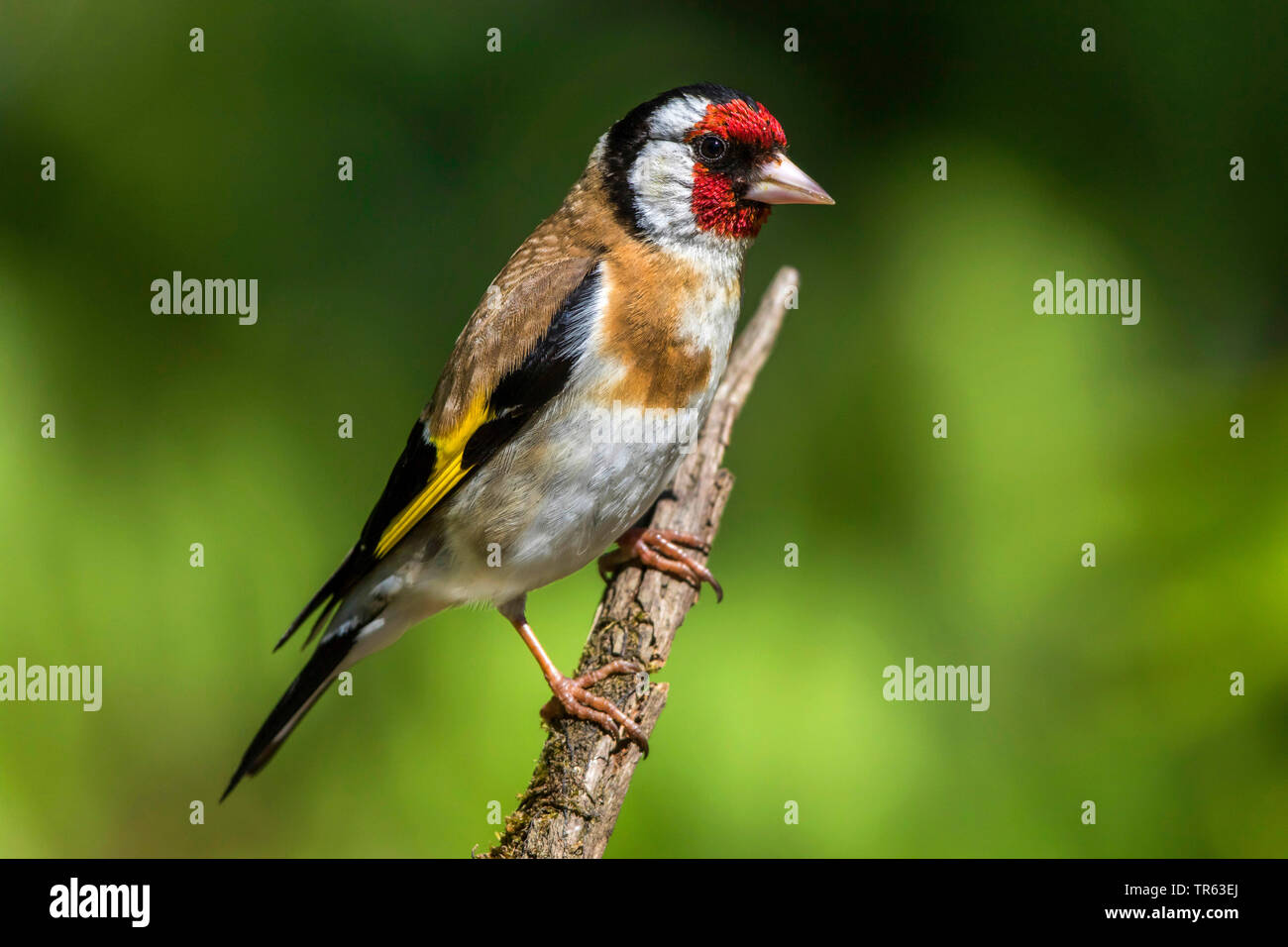 Eurasian cardellino (Carduelis carduelis), seduto su un ramo morto, vista laterale, Germania, Meclemburgo-Pomerania Occidentale Foto Stock