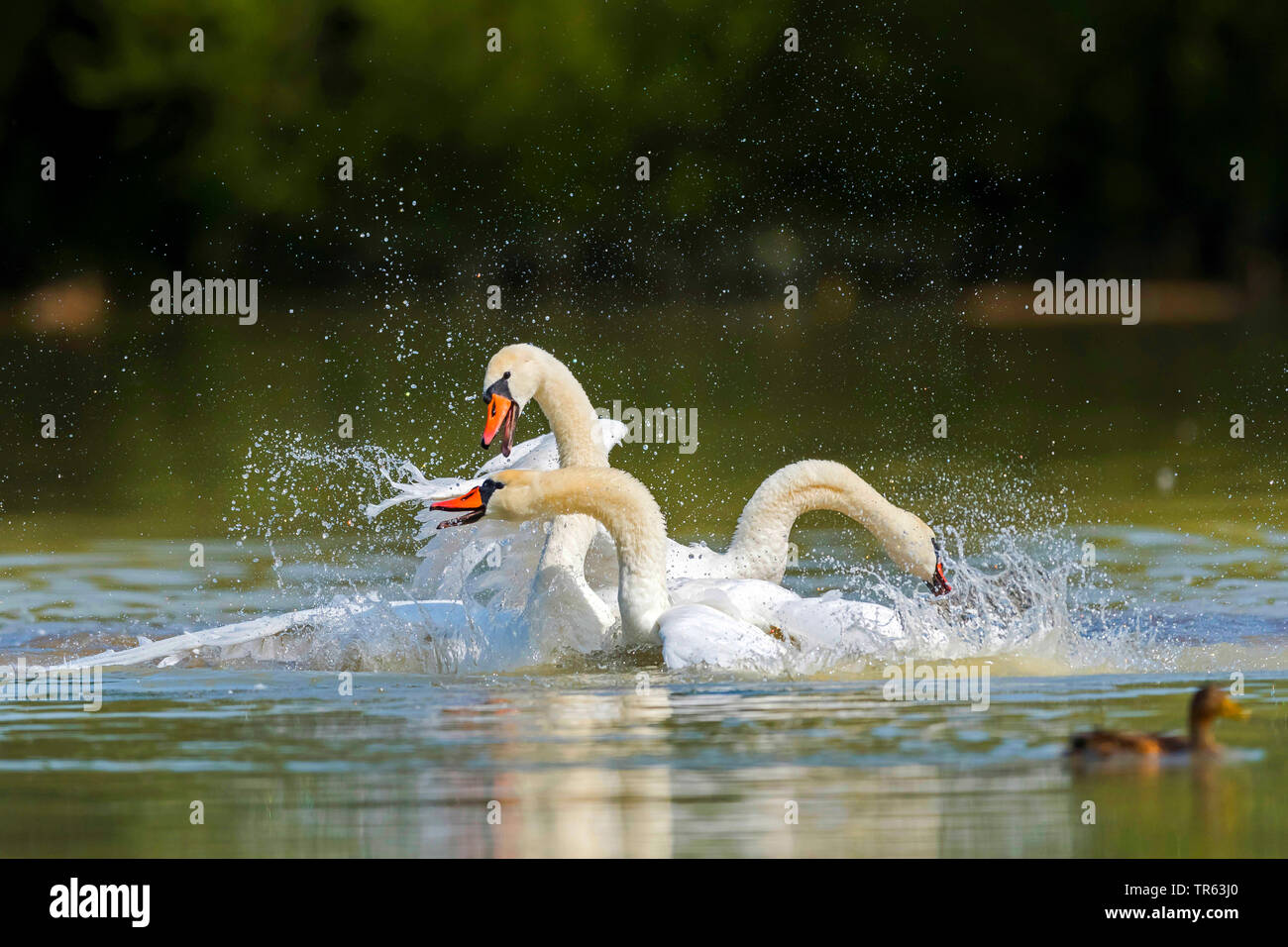 Cigno (Cygnus olor), combattimento, Austria Foto Stock