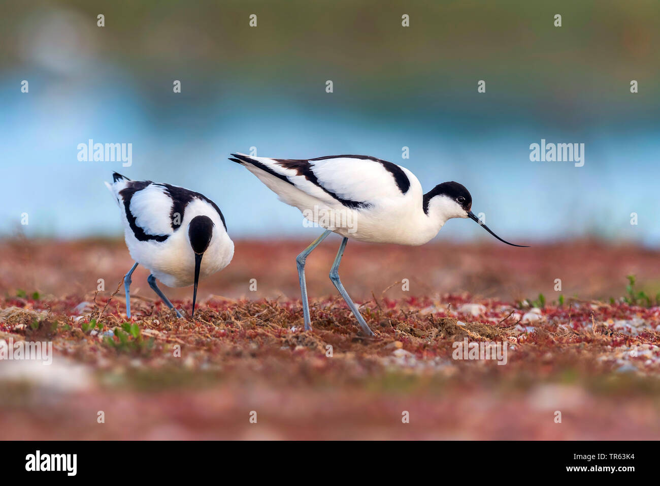 Pied avocet (Recurvirostra avosetta), due pied avocette rovistando insieme, Norvegia Foto Stock