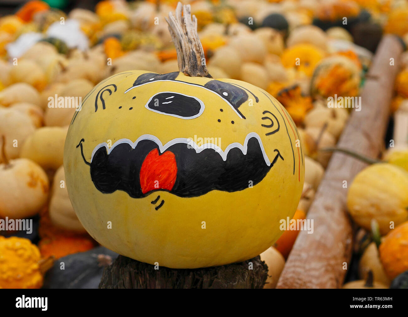 Di midollo osseo, campo di zucca (Cucurbita pepo), faccia dipinta su una zucca Foto Stock