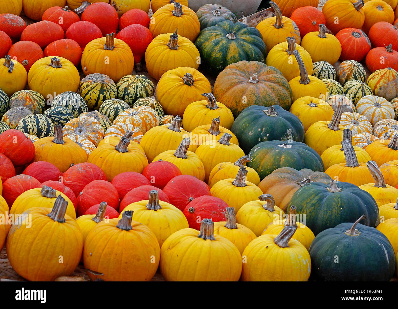 Squash (Cucurbita spec.), zucche nel cortile di una fattoria, vendita, Germania Foto Stock