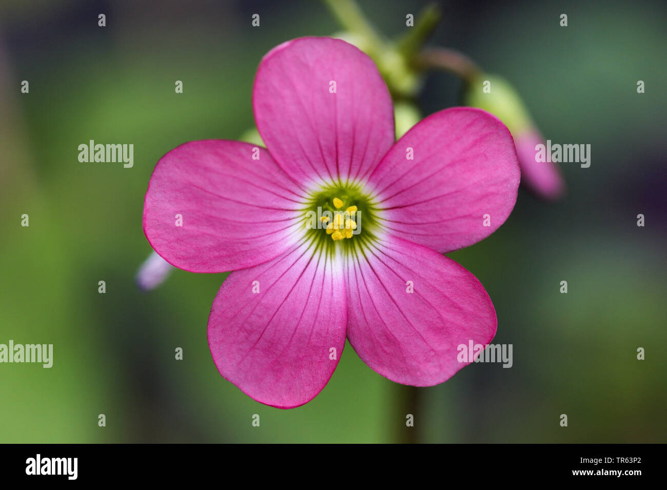 Quadrifogli (Oxalis tetraphylla 'Croce di Ferro", Oxalis tetraphylla Croce di Ferro, Oxalis deppei), fiori di cultivar Croce di Ferro Foto Stock