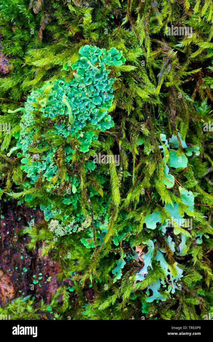 Cup lichen (Cladonia spec.), con moss su un tronco di albero, in Germania, in Renania settentrionale-Vestfalia Foto Stock