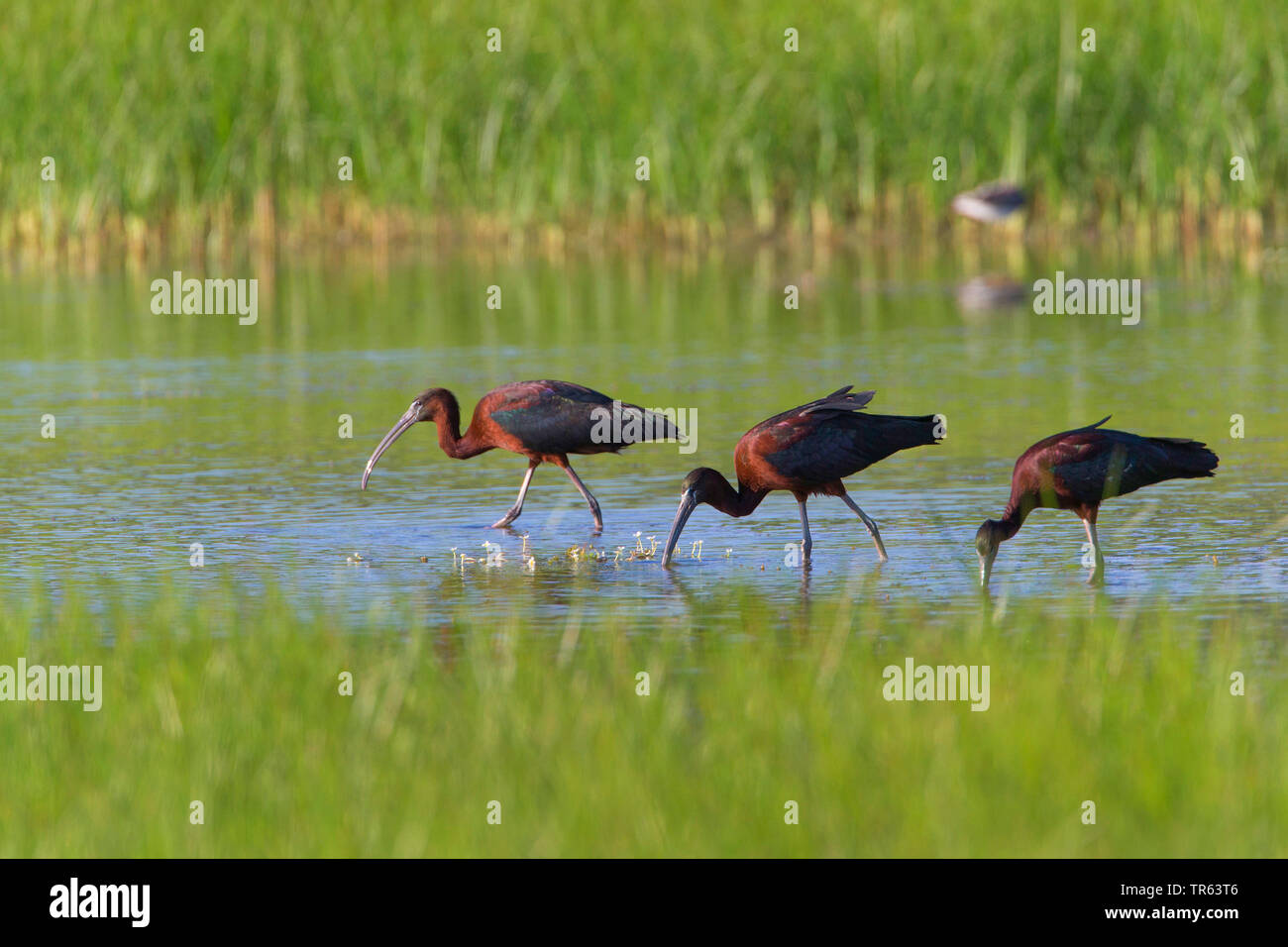 Ibis lucido (Plegadis falcinellus), tre glossy ibis struting attraverso acque poco profonde e foraggio, vista laterale, Grecia, Lesbo Foto Stock