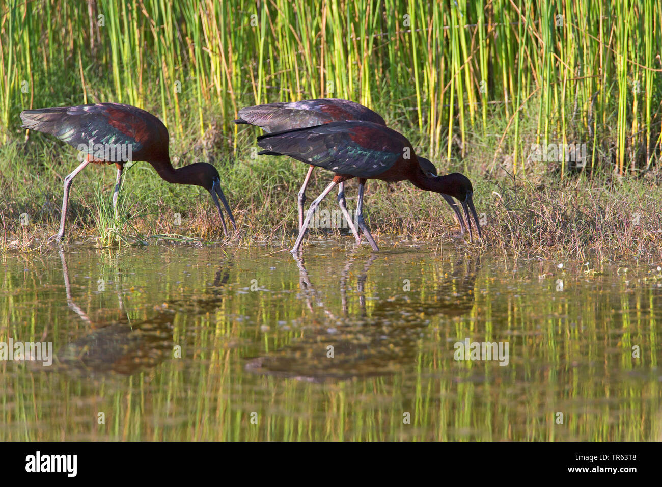 Ibis lucido (Plegadis falcinellus), tre glossy ibis struting attraverso acque poco profonde e foraggio, vista laterale, Grecia, Lesbo Foto Stock