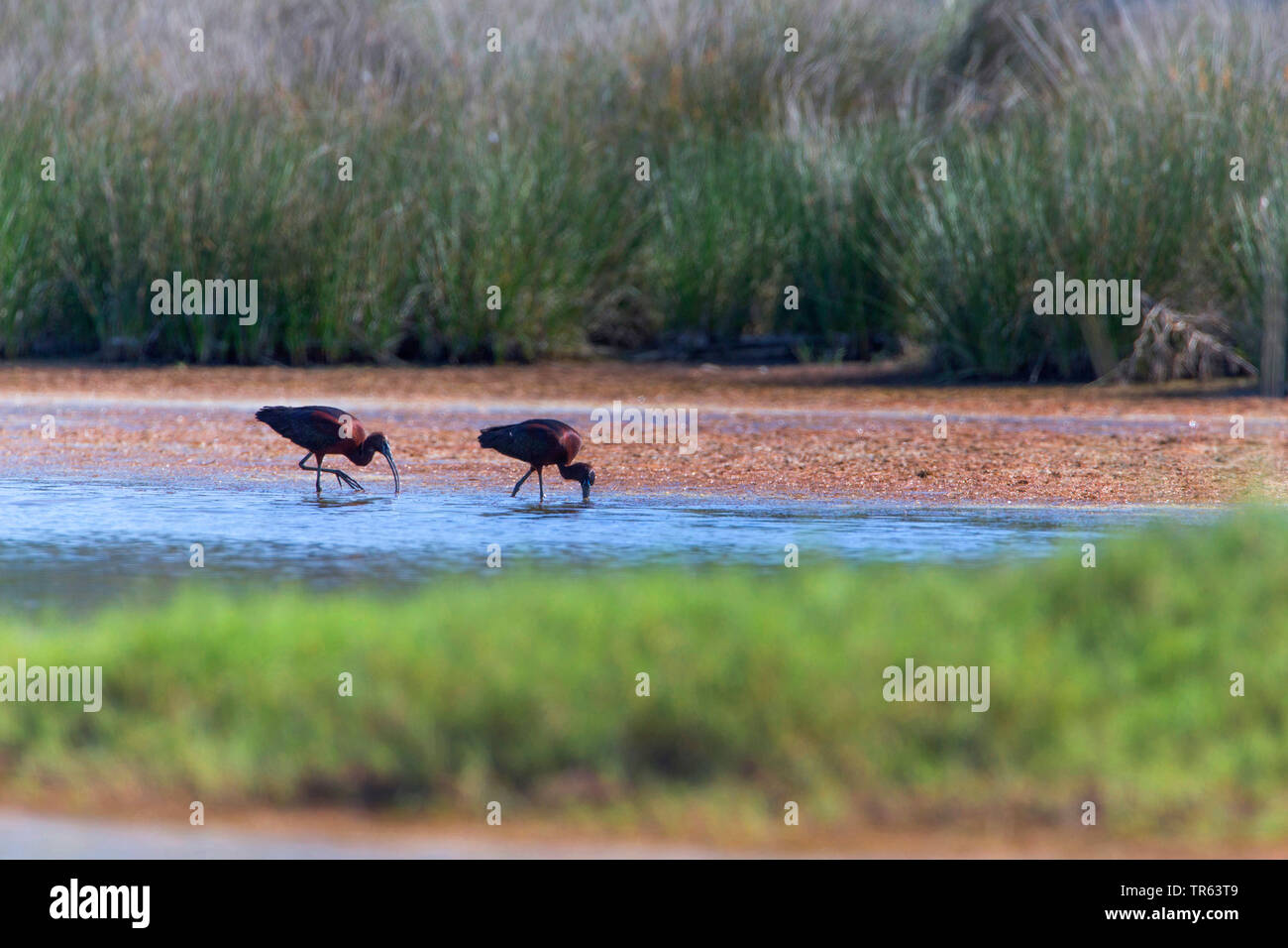 Ibis lucido (Plegadis falcinellus), due glossy ibis struting attraverso acque poco profonde e foraggio, vista laterale, Grecia, Lesbo Foto Stock