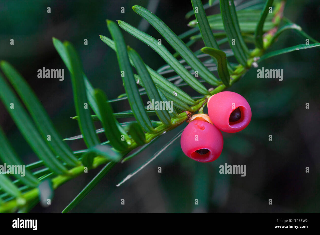 Common yew, inglese yew, Europeo yew (Taxus baccata) yew semi, Germania Foto Stock