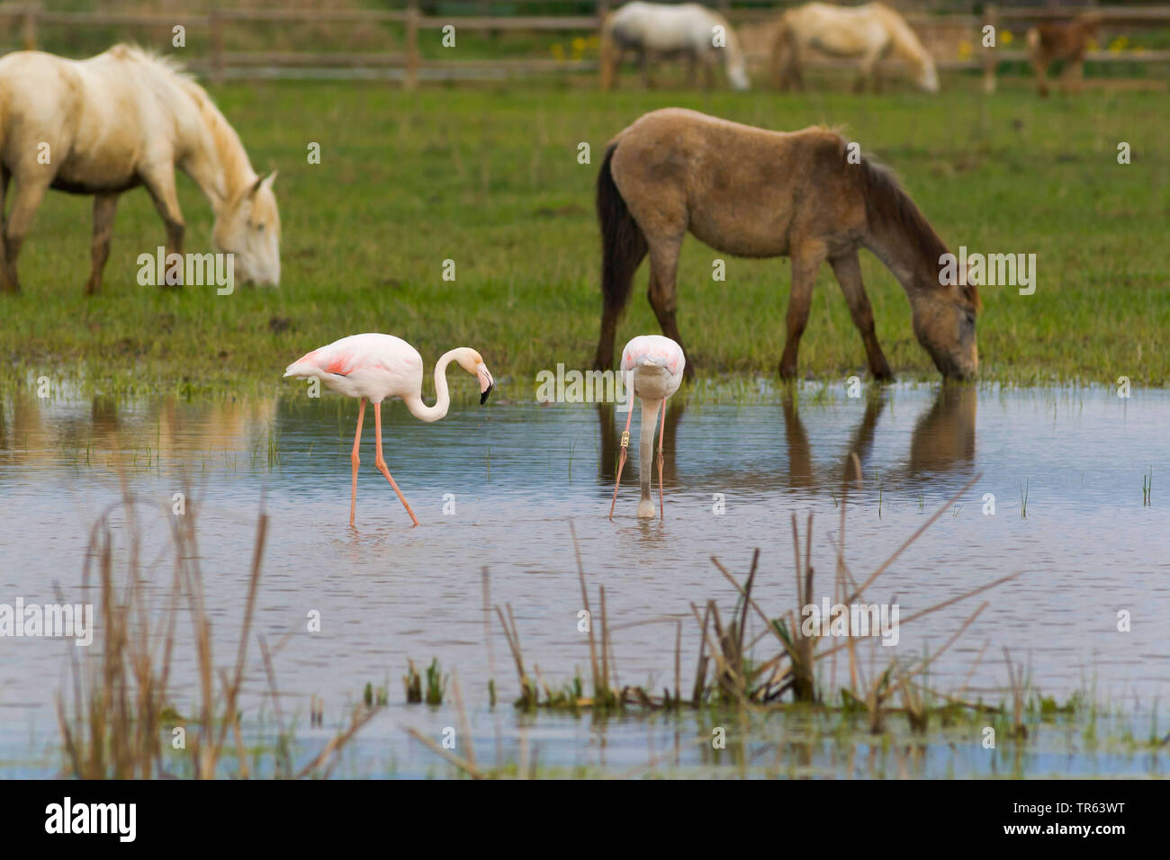 Fenicottero maggiore (Phoenicopterus roseus, Phoenicopterus ruber roseus), due fenicotteri in acque poco profonde, grasing hourses in background, Spagna, Katalonia Foto Stock