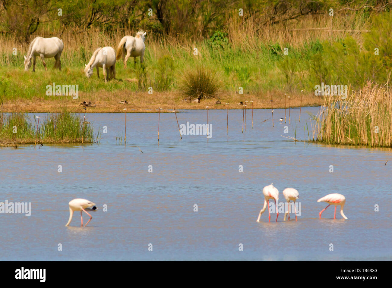 Fenicottero maggiore (Phoenicopterus roseus, Phoenicopterus ruber roseus), fenicotteri in acque poco profonde, grasing hourses in background, Spagna, Katalonia Foto Stock