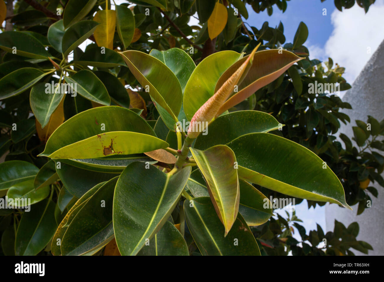 Indiano albero di gomma, gomma impianto (Ficus elastica), il ramo, Spagna, Katalonia Foto Stock