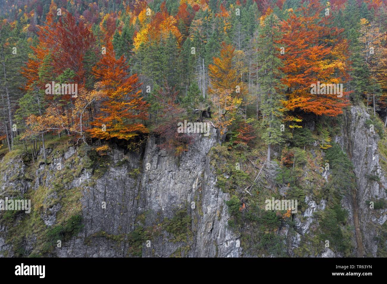 Piccolo Ahornboden, Valle di Johannes, montagna Karwendel, Eng, Austria, Tirolo Foto Stock