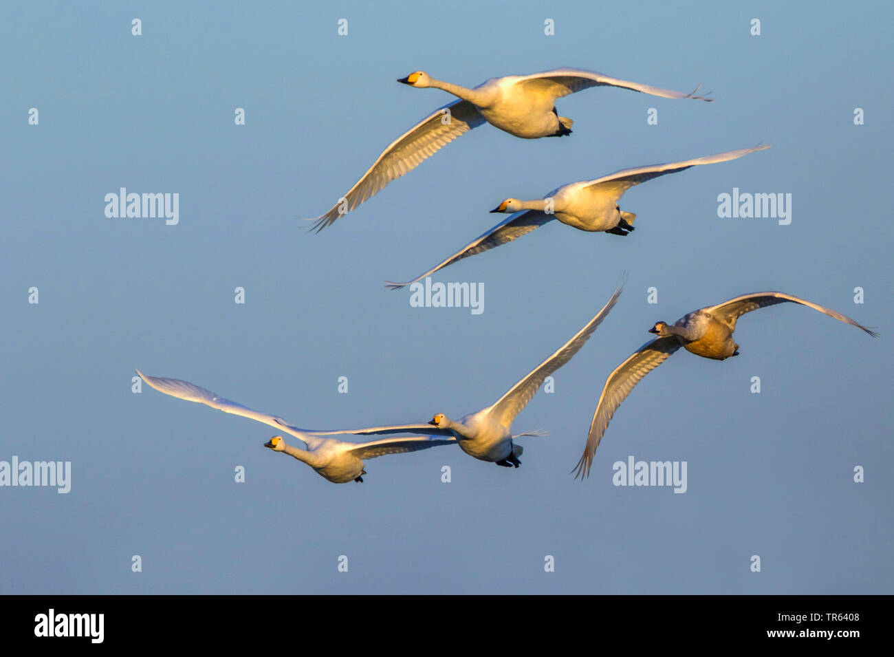 Whooper swan (Cygnus Cygnus), flying whooper cigni, Germania, Meclemburgo-Pomerania Occidentale Foto Stock