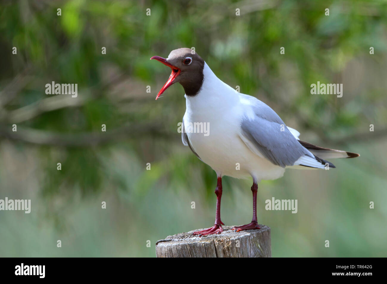 A testa nera (gabbiano Larus ridibundus, Chroicocephalus ridibundus), chiamando in allevamento piumaggio su un palo di legno, Germania, Meclemburgo-Pomerania, Malchiner vedere Foto Stock