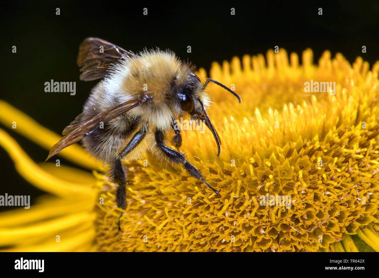 Carda bee, comune carda bee (Bombus pascuorum, Bombus agrorum), seduti su un fiore giallo e succhiare il nettare, vista laterale, Germania, Meclemburgo-Pomerania Occidentale Foto Stock