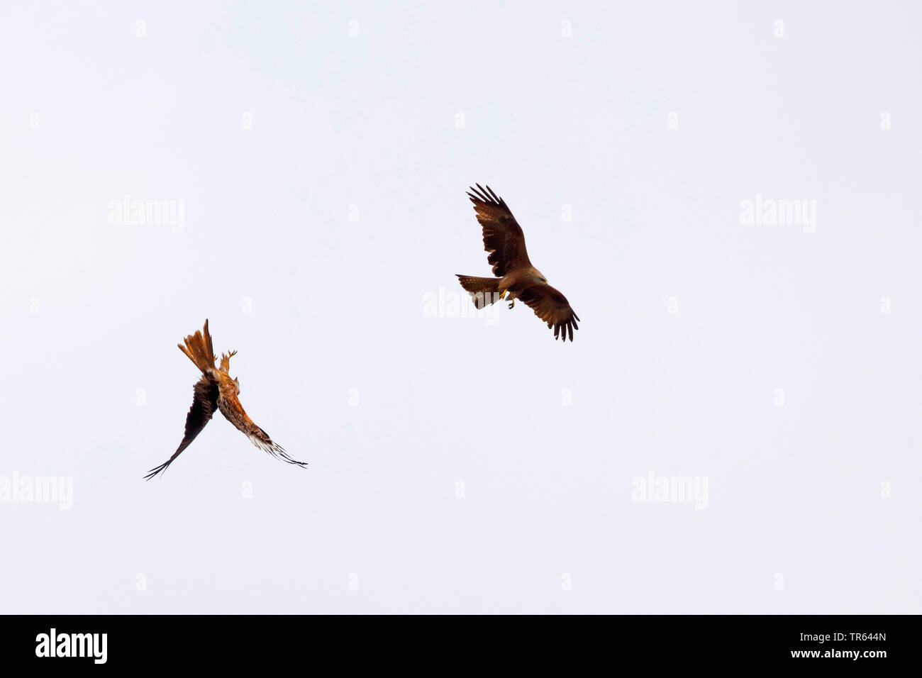 Nibbio reale (Milvus milvus), volare insieme con il nibbio, Germania Foto Stock