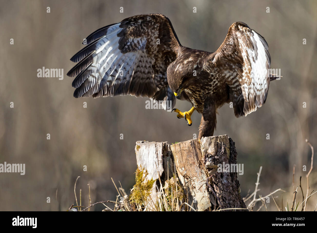 Eurasian poiana (Buteo buteo), in piedi su una gamba sola su un ceppo di albero con ali teso, in Germania, in Baviera Foto Stock