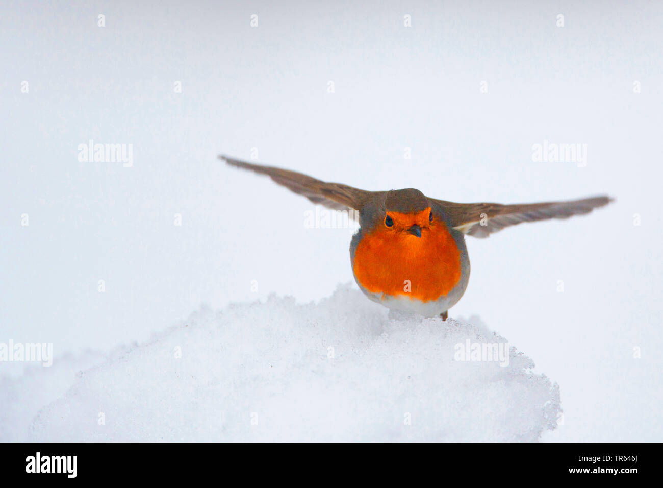 Unione robin (Erithacus rubecula), in piedi nella neve con alette distorte, Germania Foto Stock Unione robin (Erithacus rubecula), in piedi nella neve con alette distorte, Germania Foto Stock