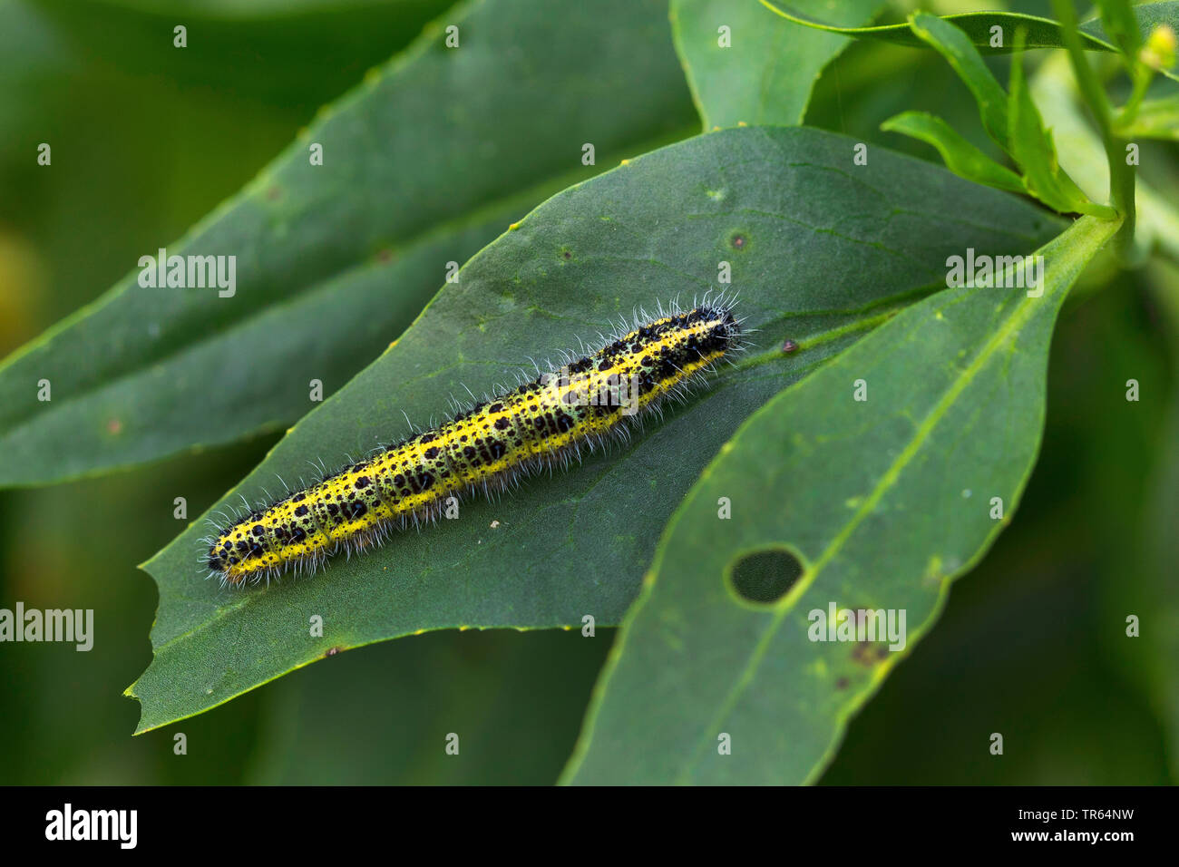 Grande bianco (Sarcococca brassicae), Caterpillar su una foglia, vista da sopra, Germania Foto Stock