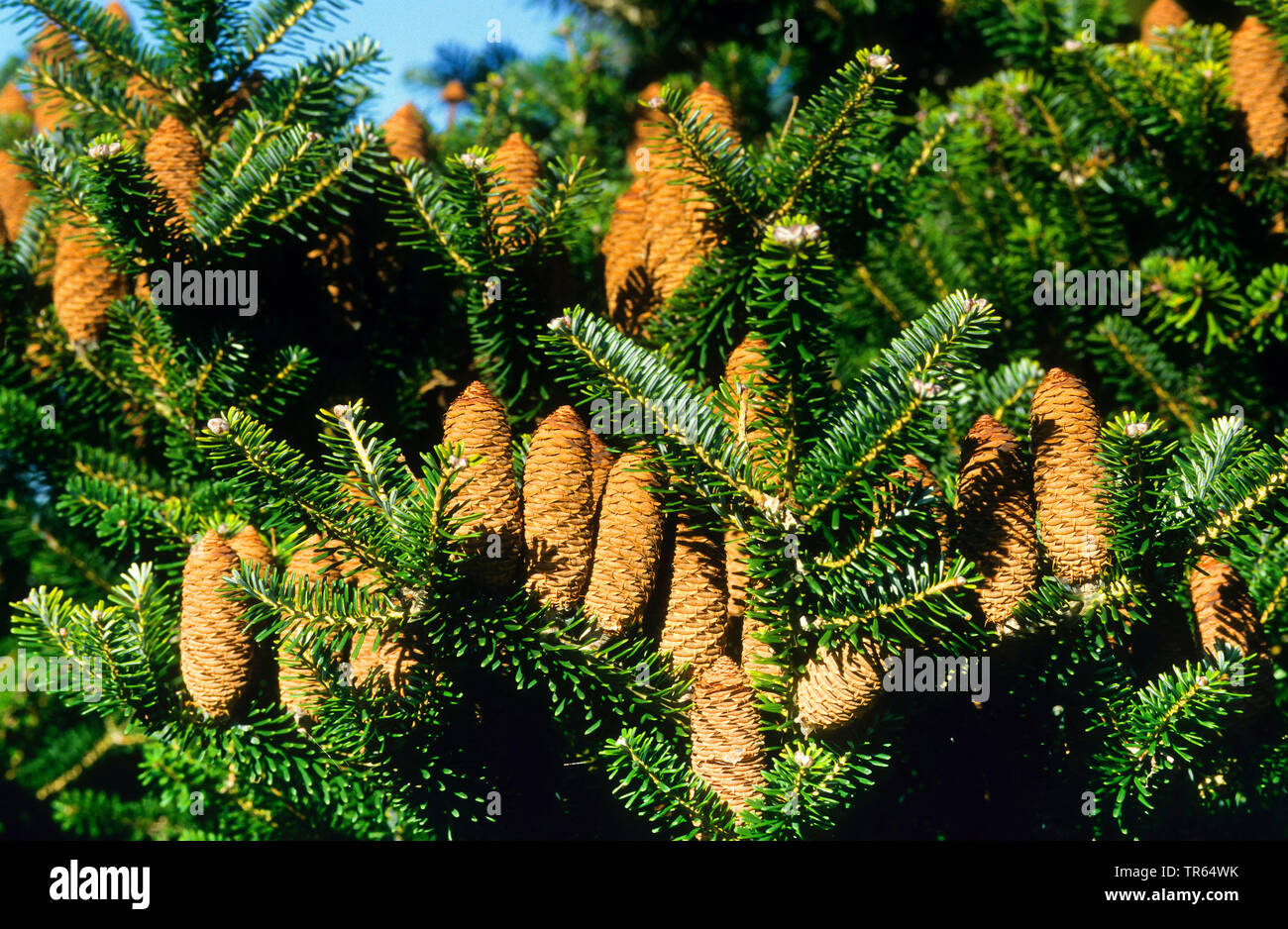 Il coreano fir (Abies koreana), rami con coni Foto Stock