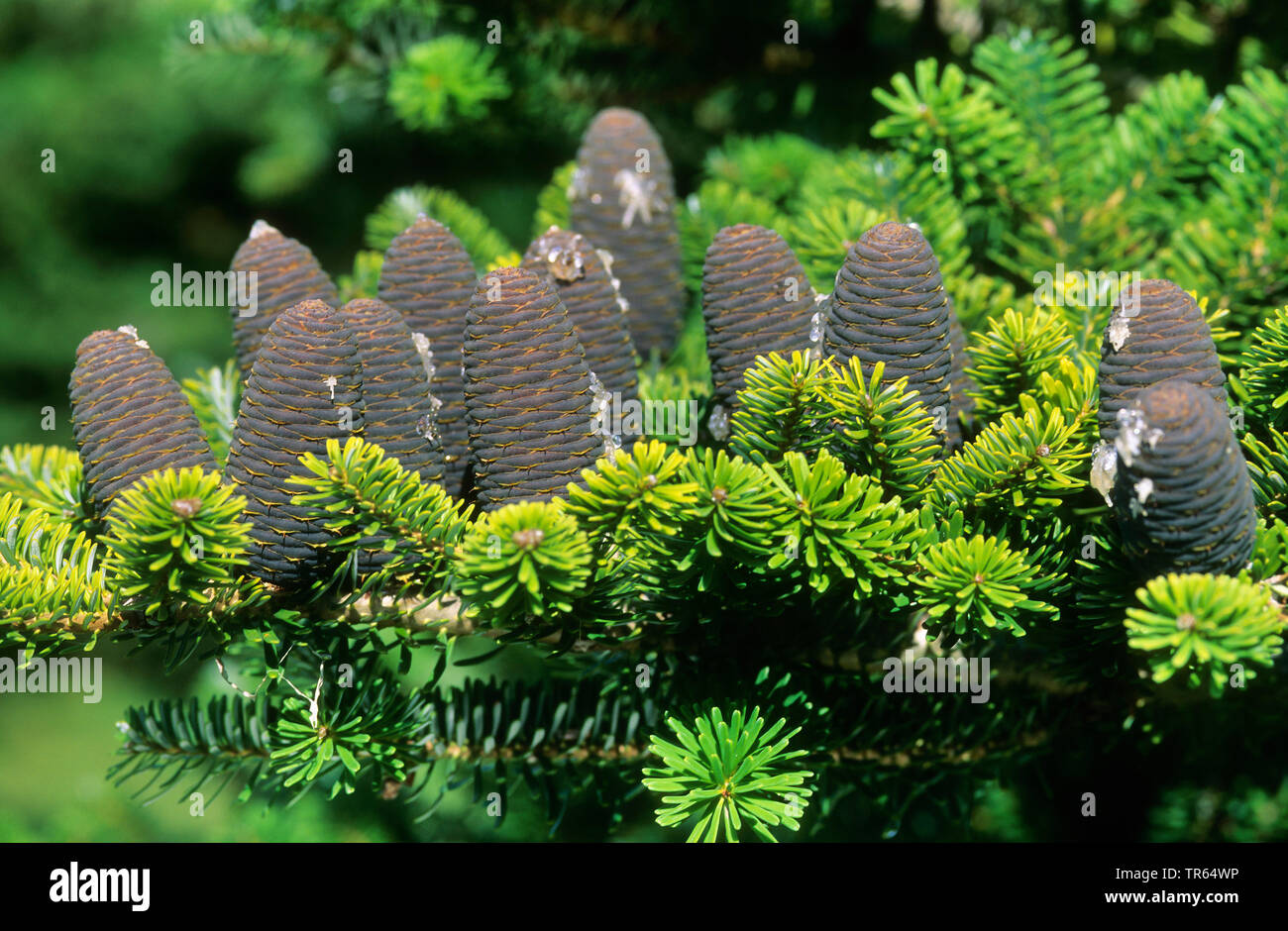 Il coreano fir (Abies koreana), rami con coni Foto Stock