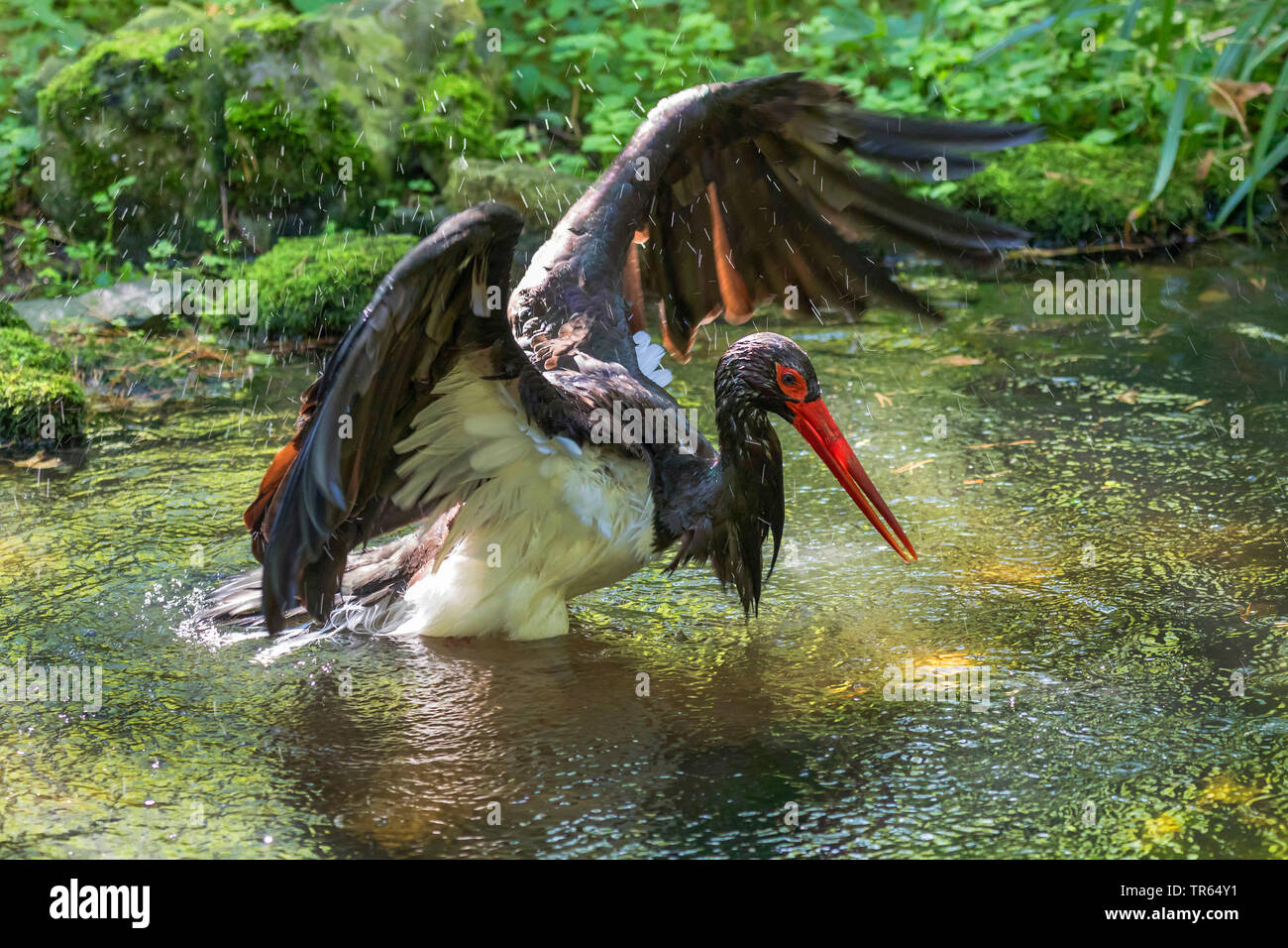 Cicogna Nera (Ciconia nigra), la balneazione in acque poco profonde, vista laterale Foto Stock