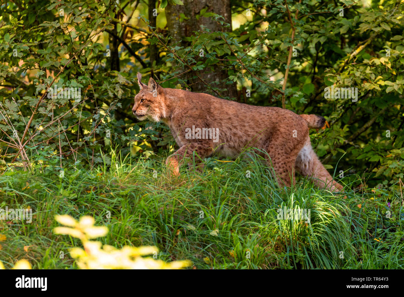 Eurasian (Lynx Lynx lynx), stalking al margine della foresta, vista laterale, in Germania, in Baviera Foto Stock