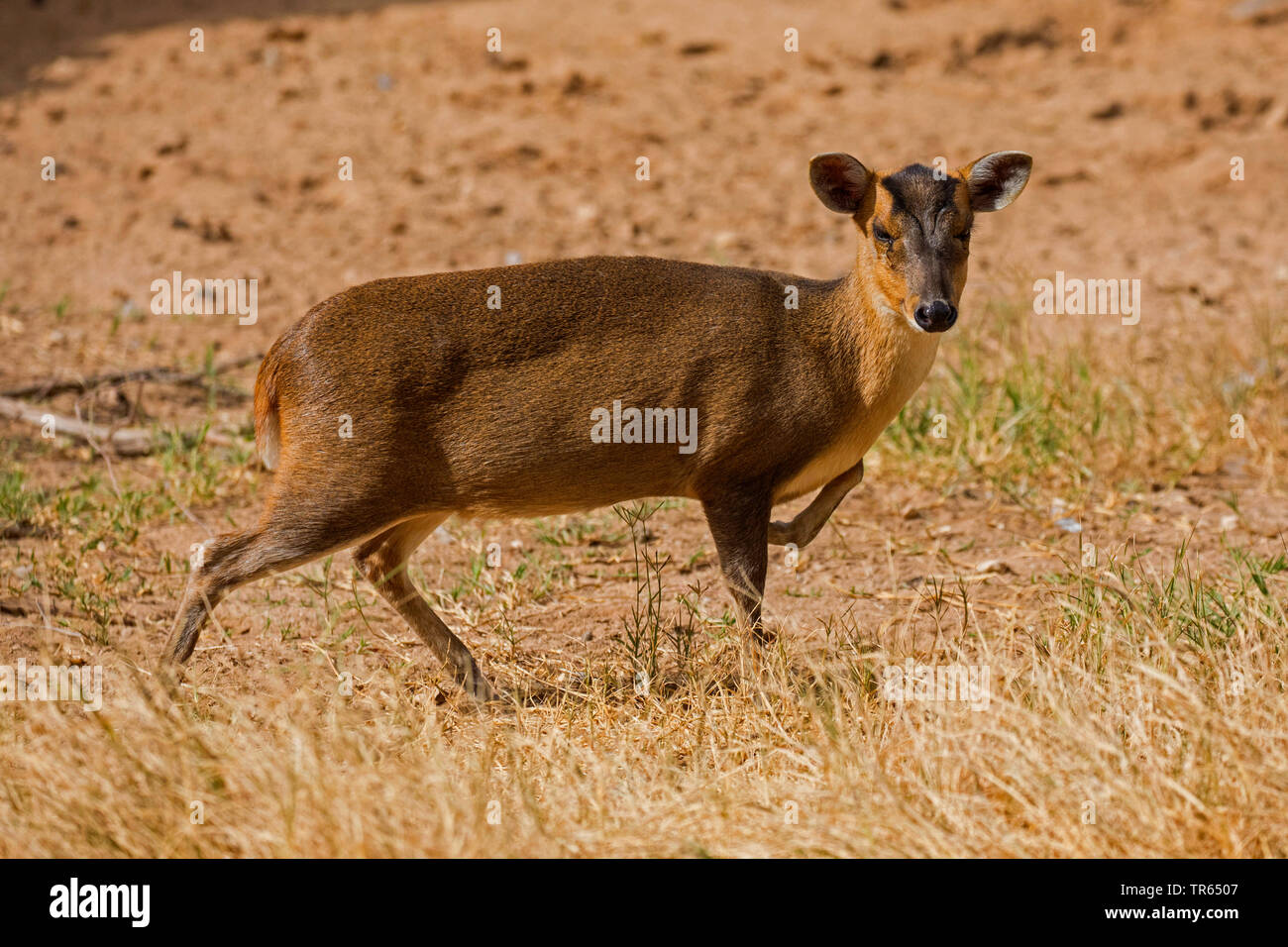 Il cinese muntjac, Reeve's muntjac (Muntiacus reevesi), femmina, vista laterale Foto Stock
