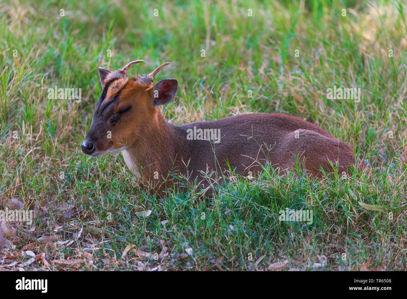 Il cinese muntjac, Reeve's muntjac (Muntiacus reevesi), sonnecchia maschio in un prato, vista laterale Foto Stock