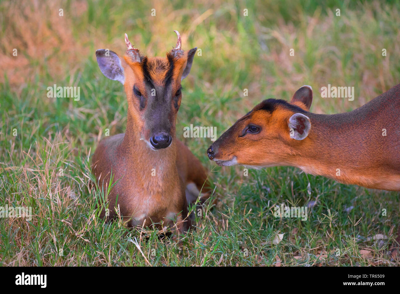 Il cinese muntjac, Reeve's muntjac (Muntiacus reevesi), riposo maschio è intercettato da una femmina Foto Stock