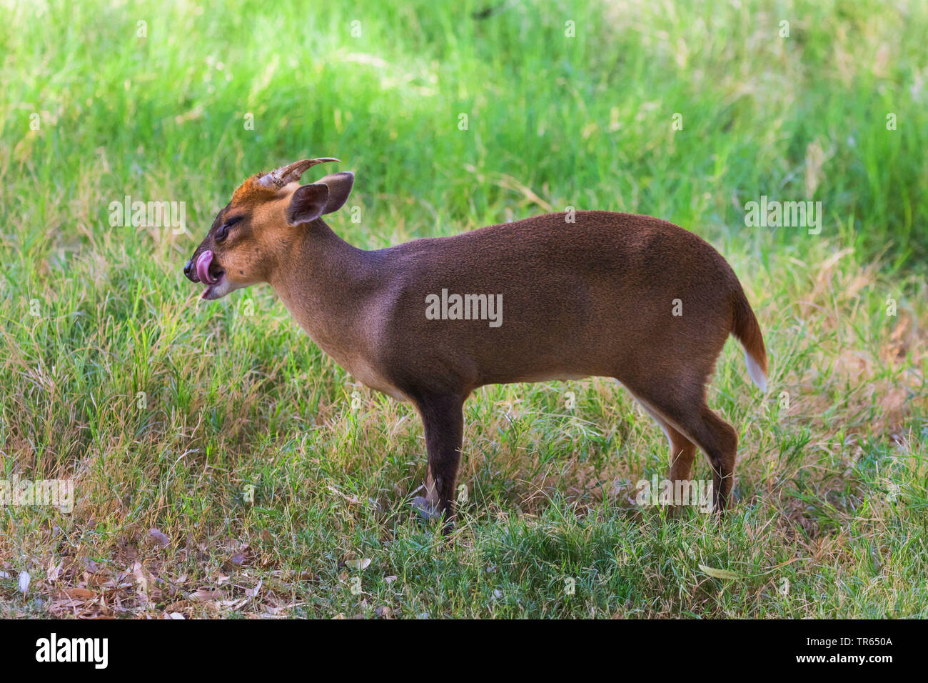 Il cinese muntjac, Reeve's muntjac (Muntiacus reevesi), maschio in piedi in un prato e leccare la sua bocca, vista laterale Foto Stock