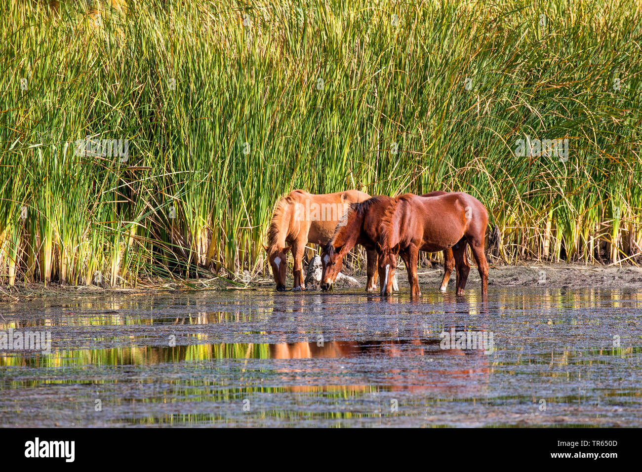 Cavalli domestici (Equus spec.), Wild mustangs alimentare acqua di piante in acqua poco profonda dopo un lungo periodo di secchezza, Free-roaming cavallo, STATI UNITI D'AMERICA, Arizona, sale sul fiume Phoenix Foto Stock