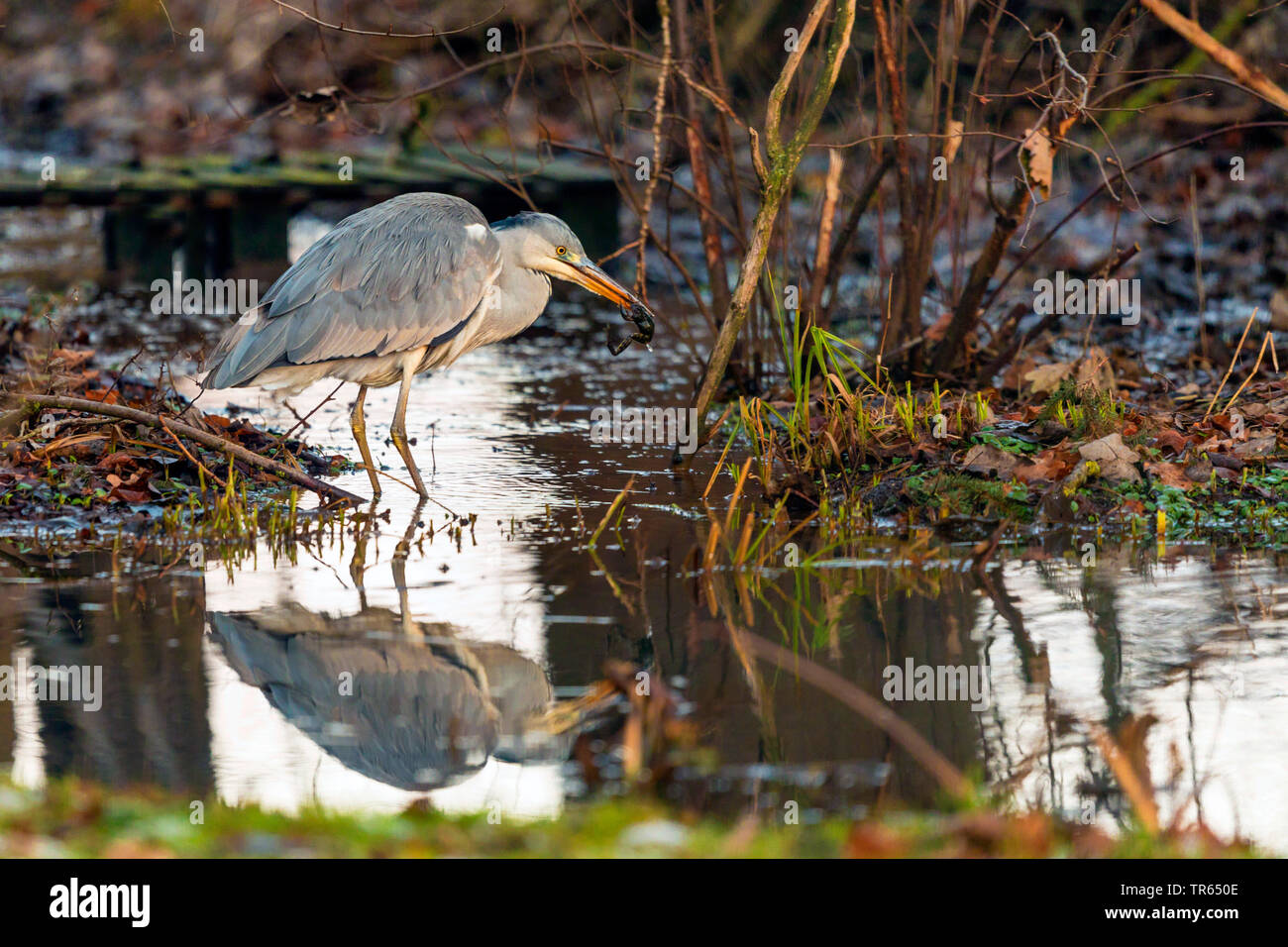Airone cinerino (Ardea cinerea), in piedi in acqua poco profonda e mangiare un'erba di svernamento rana, vista laterale, in Germania, in Baviera Foto Stock