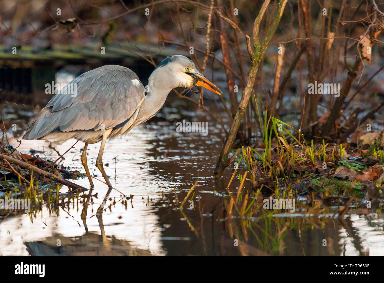 Airone cinerino (Ardea cinerea), in piedi in acqua poco profonda e mangiare un'erba di svernamento rana, vista laterale, in Germania, in Baviera Foto Stock