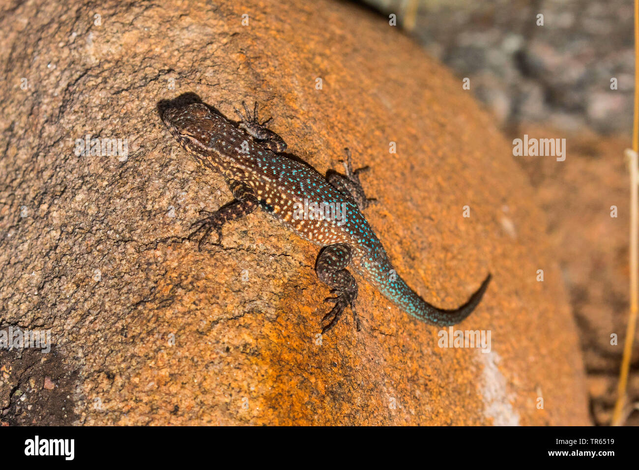Side-spotted lucertola, lato comune-spotted Lizard (Uta stansburiana), maschio su una roccia, USA, Arizona, sale river Foto Stock