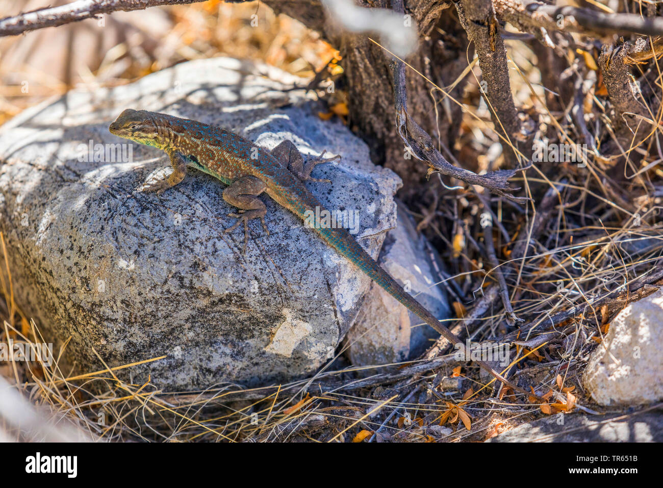 Side-spotted lucertola, lato comune-spotted Lizard (Uta stansburiana), maschio su una pietra, vista laterale, USA, Arizona, sale river Foto Stock
