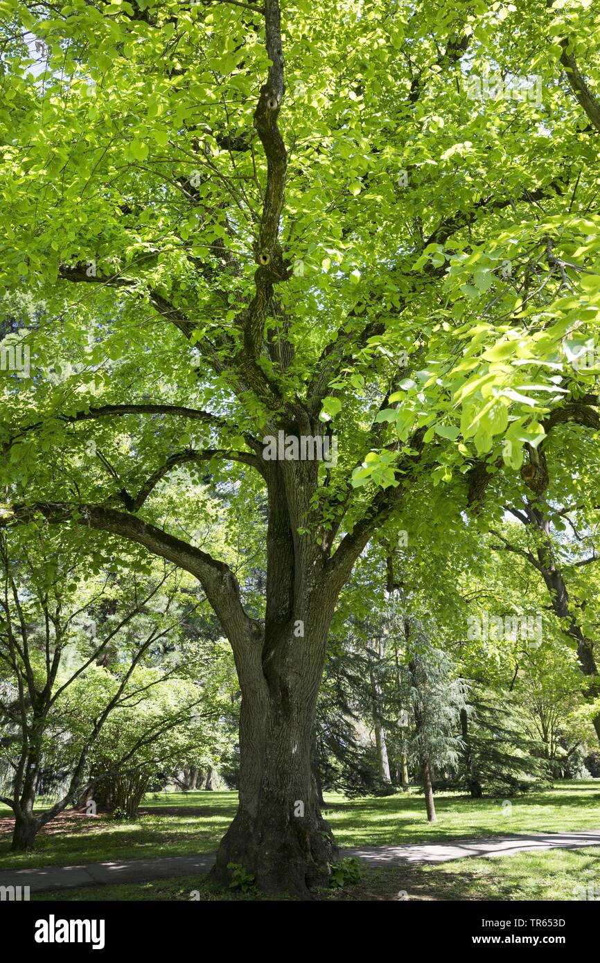 Grandi lasciava in calce, tiglio (Tilia platyphyllos), albero, Germania Foto Stock